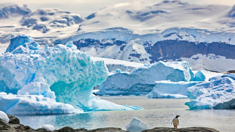 В Музее Мирового океана откроется фотовыставка об Антарктиде