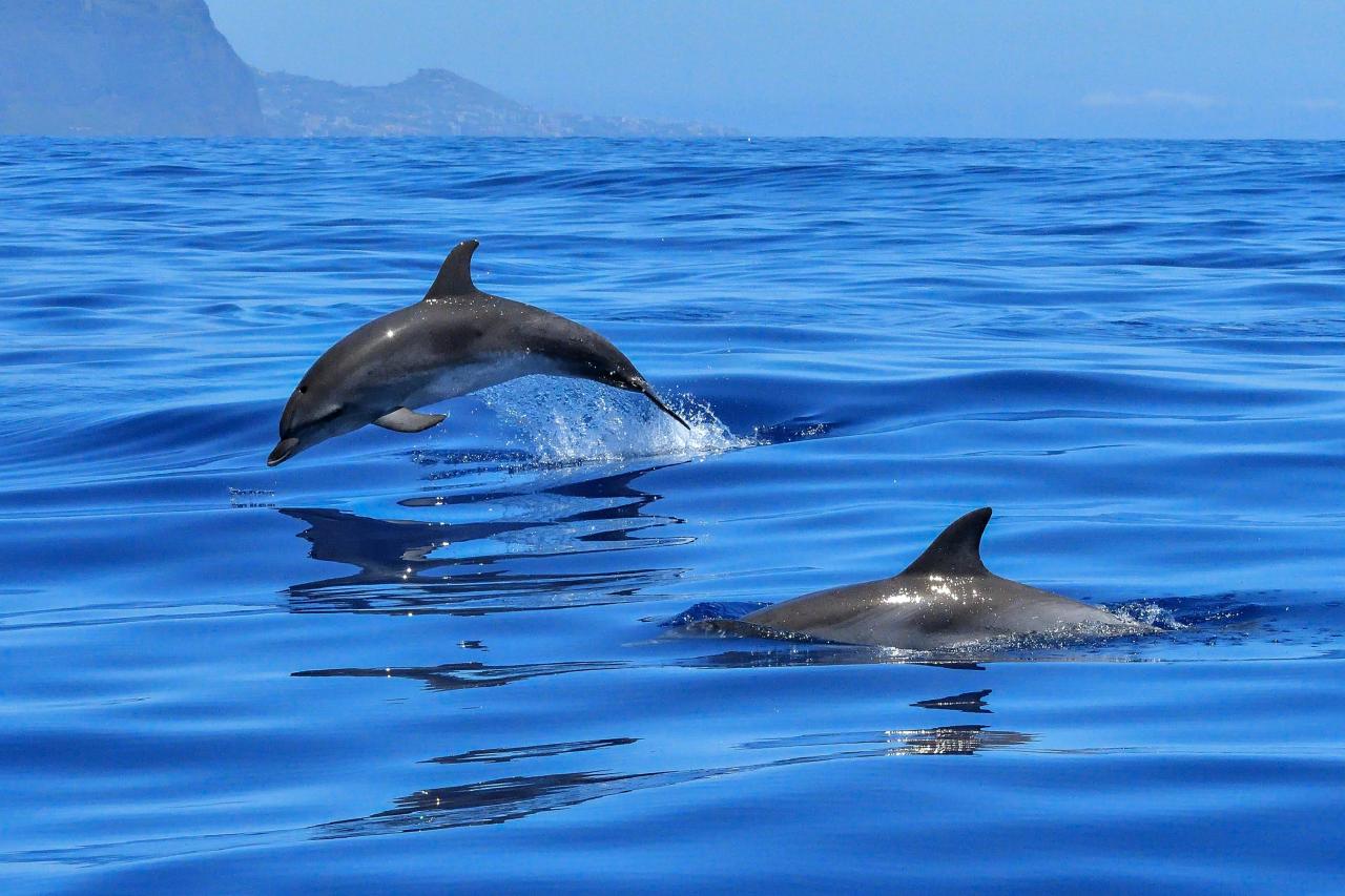 В Монако стартуют туры по наблюдению за дельфинами и китами
