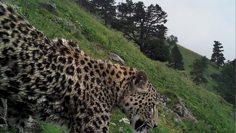 Дикий самец леопарда в Кабардино-Балкарии
