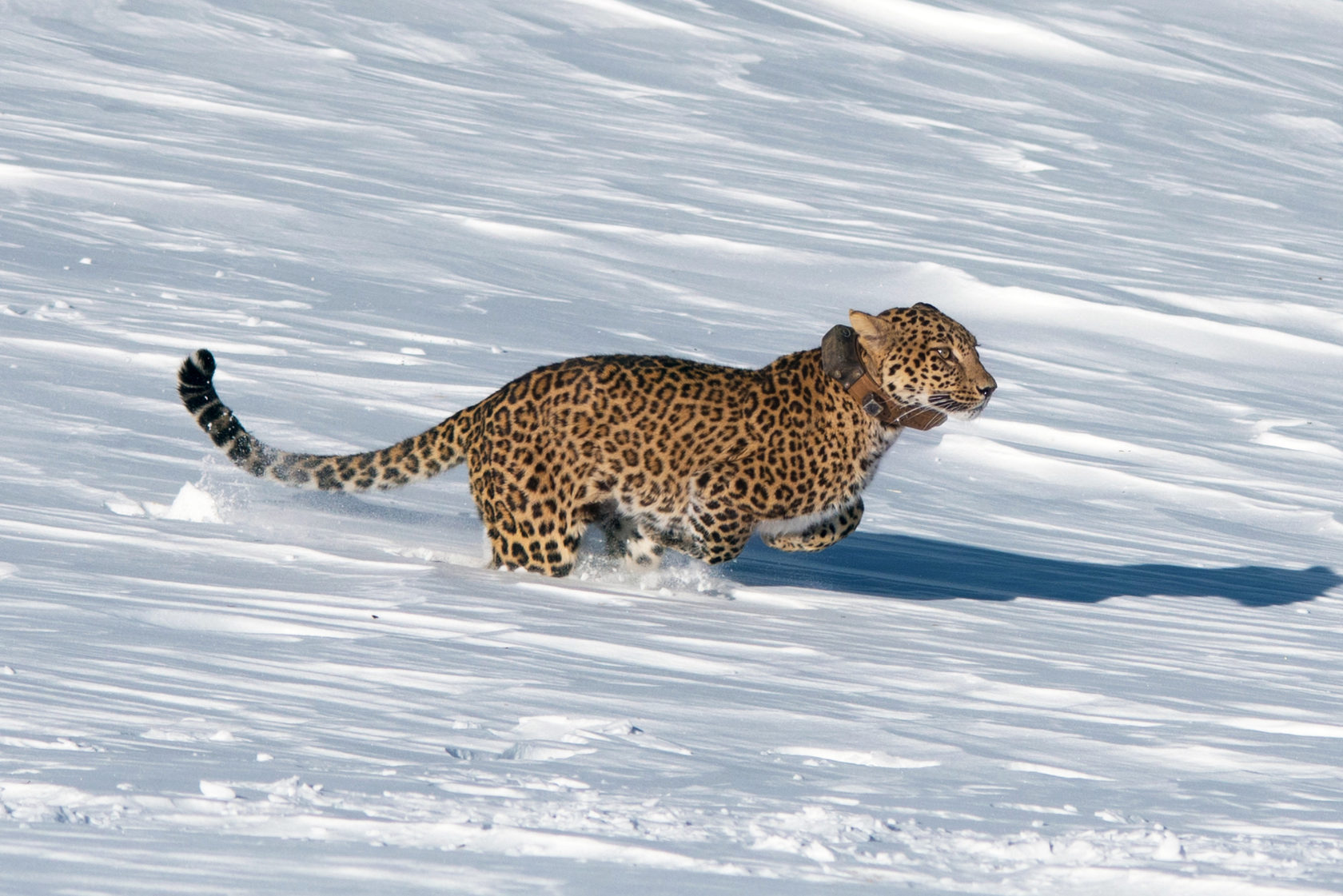 15 июля 2021 года — 5 лет со дня первого выпуска леопардов в дикую природу российского Кавказа.