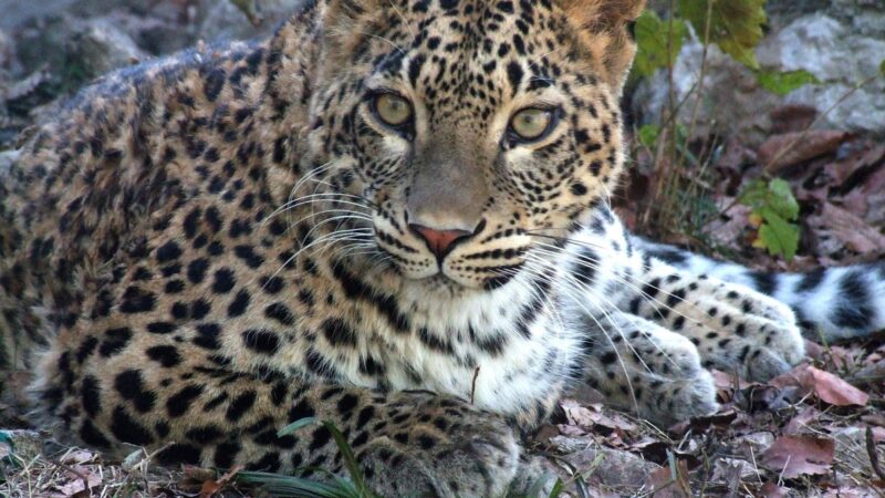 Что уже сделано для возвращения леопарда на Кавказ