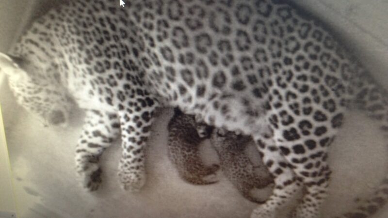 Первые леопардята родились в Сочинском национальном парке летом 2013 года