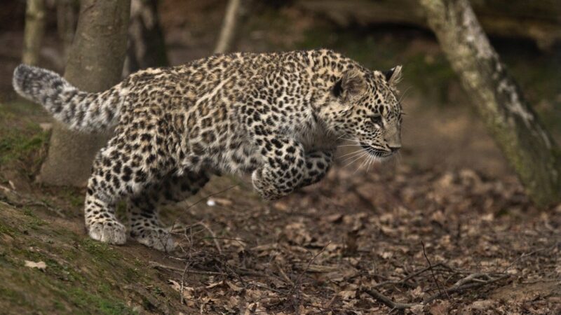 История исчезновения переднеазиатского леопарда
