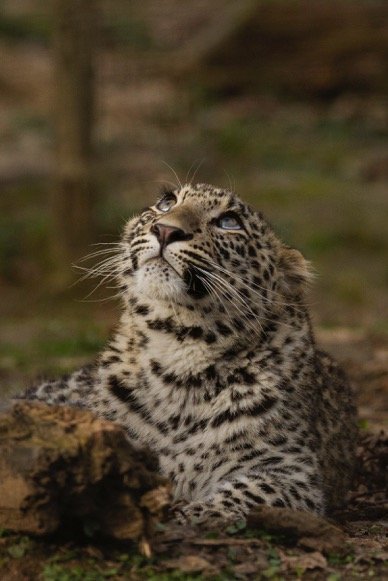 Леопард Симбад прибыл в Центр восстановления леопарда в Сочинском национальном парке