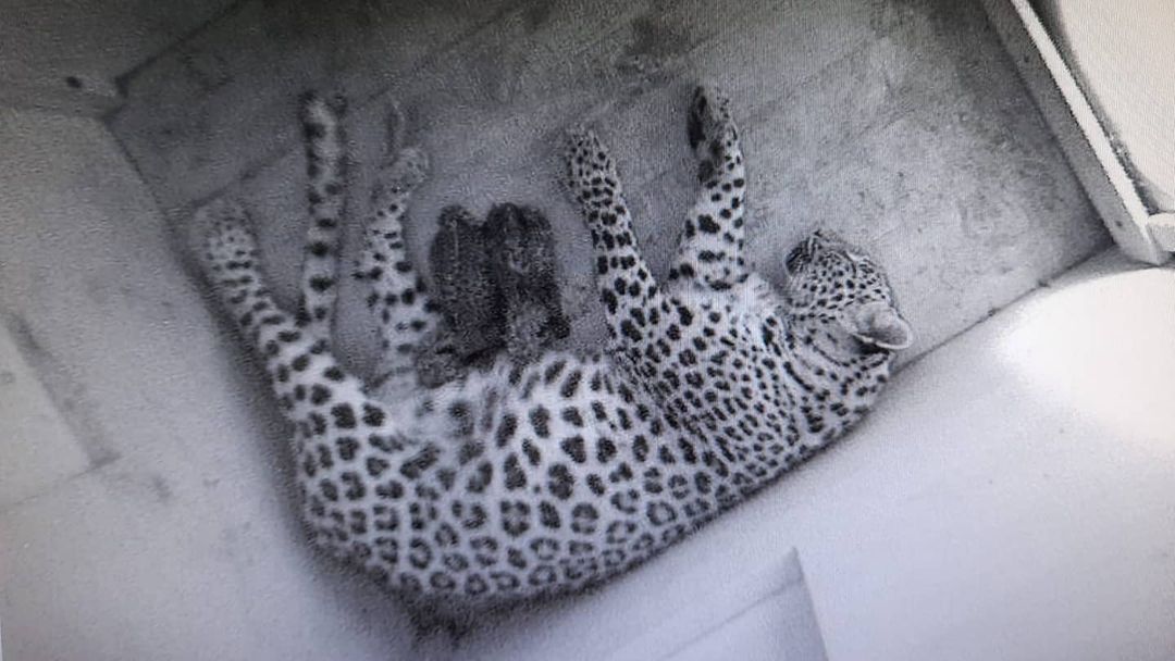 Леопардесса Шива родила в Центре двух котят