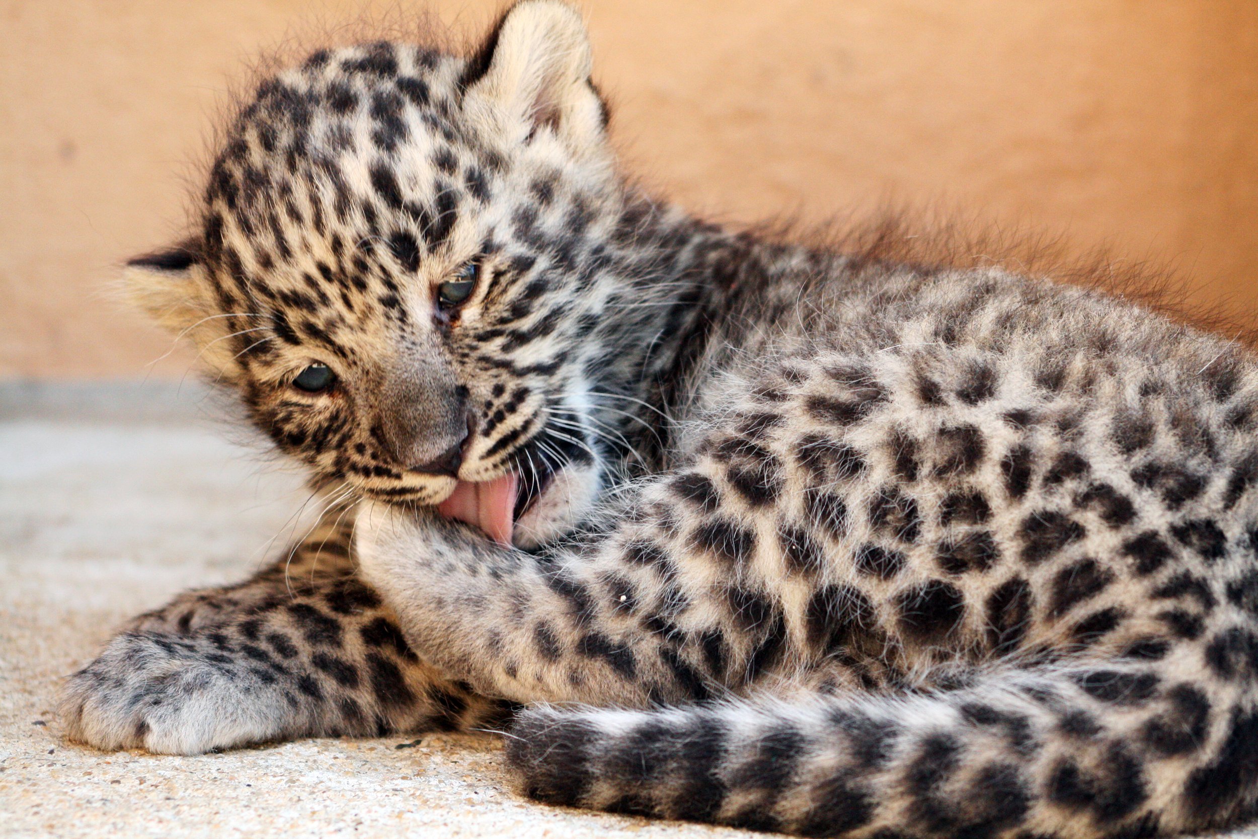 Летом 2018 года в Центре восстановления леопарда вновь родились котята