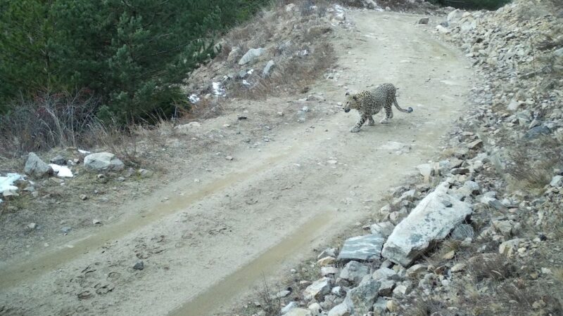 В Кабардино-Балкарии обнаружен дикий леопард