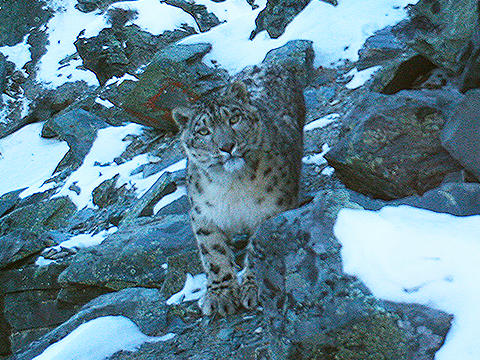 WWF России нашел на Алтае самую пожилую пару снежных барсов