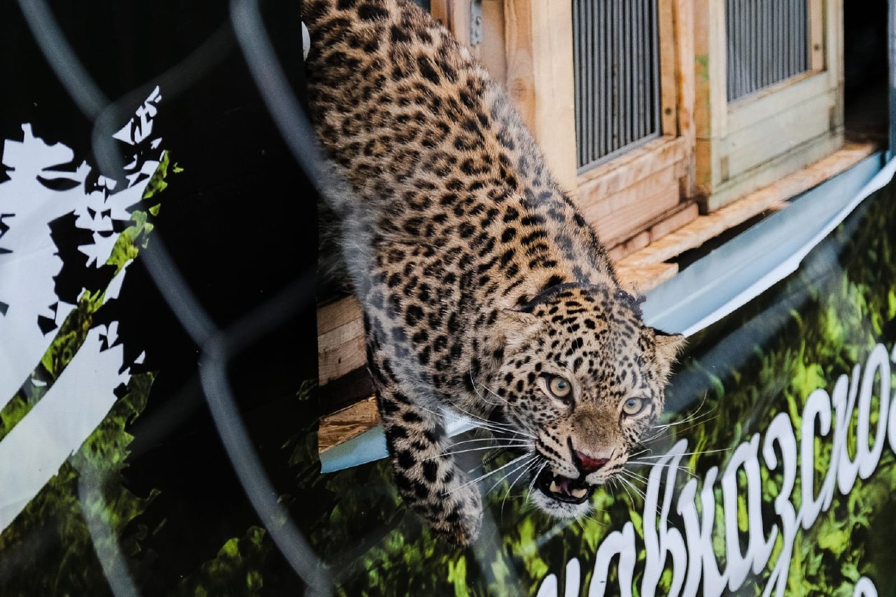 Трех леопардов выпустили в дикую природу в Северной Осетии