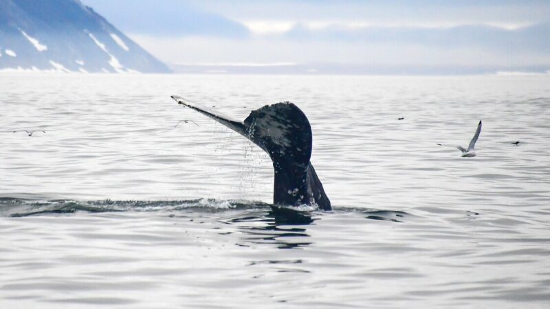 Послушайте лес: пение китов Охотского моря